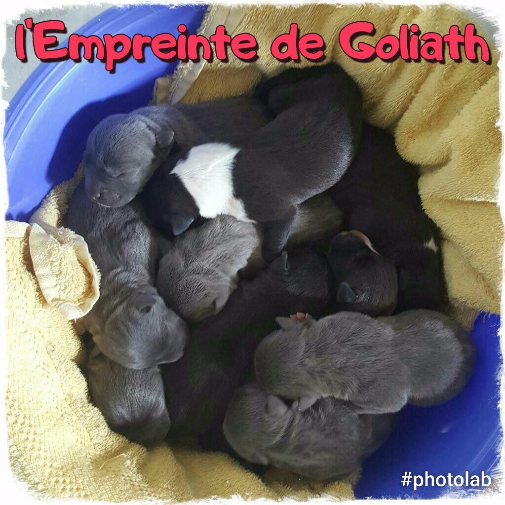 De L'empreinte De Goliath - American Staffordshire Terrier - Portée née le 03/05/2017
