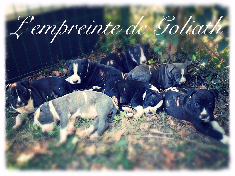 De L'empreinte De Goliath - American Staffordshire Terrier - Portée née le 03/08/2015