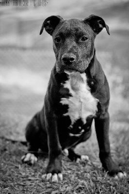 Goliath de l'alizée des redblacksocks